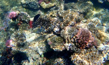 Mısır 'daki renkli mercan resifinin üzerinde soyut desenli tetikleyici balık.