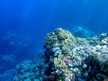 Canlı sığ mercan resifleri kırmızı bölgede küçük balıklarla kaynıyor.
