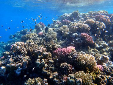 Canlı sığ mercan resifleri kırmızı bölgede küçük balıklarla kaynıyor.