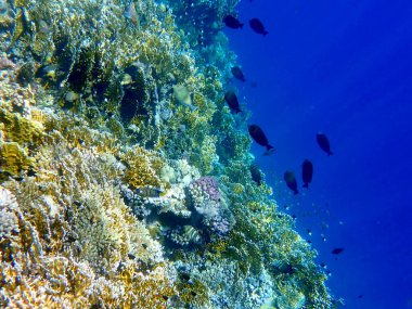 Canlı sığ mercan resifleri kırmızı bölgede küçük balıklarla kaynıyor.