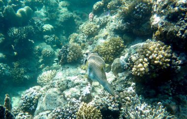 Beyaz benekli kirpi balığı mercan kuyusunda