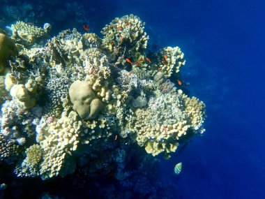 Canlı sığ mercan resifleri kırmızı bölgede küçük balıklarla kaynıyor.