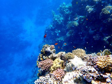 Canlı sığ mercan resifleri kırmızı bölgede küçük balıklarla kaynıyor.