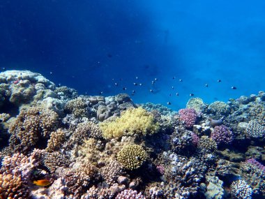Canlı sığ mercan resifleri kırmızı bölgede küçük balıklarla kaynıyor.