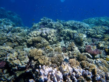 Canlı sığ mercan resifleri kırmızı bölgede küçük balıklarla kaynıyor.