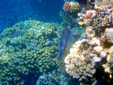 Mısır 'daki mercan resifi üzerinde mavi benekli boxfish
