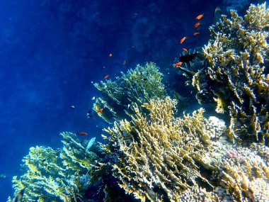 Canlı sığ mercan resifleri kırmızı bölgede küçük balıklarla kaynıyor.