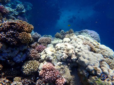 Canlı sığ mercan resifleri kırmızı bölgede küçük balıklarla kaynıyor.