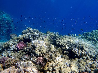 Canlı sığ mercan resifleri kırmızı bölgede küçük balıklarla kaynıyor.