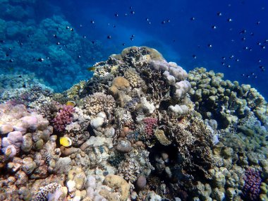 Canlı sığ mercan resifleri kırmızı bölgede küçük balıklarla kaynıyor.