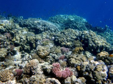 Canlı sığ mercan resifleri kırmızı bölgede küçük balıklarla kaynıyor.
