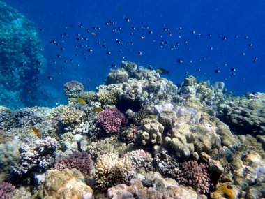Canlı sığ mercan resifleri kırmızı bölgede küçük balıklarla kaynıyor.