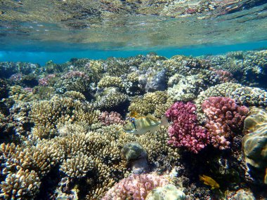 Mısır 'daki renkli mercan resifinin üzerinde soyut desenli tetikleyici balık.
