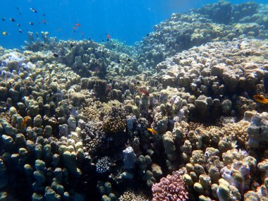 Canlı sığ mercan resifleri kırmızı bölgede küçük balıklarla kaynıyor.
