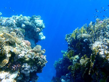 Canlı sığ mercan resifleri kırmızı bölgede küçük balıklarla kaynıyor.