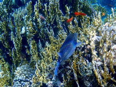 Mısır 'daki mercan resifi üzerinde mavi benekli boxfish