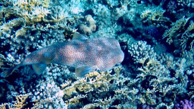 Kırmızı denizlerde yüzen benekli kirpi balığı.