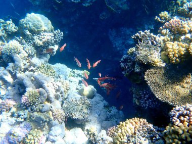 Canlı sığ mercan resifleri kırmızı bölgede küçük balıklarla kaynıyor.