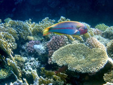 Sarı mercan dehlizinin üzerinde kırmızı çizgili küçük Wrasse.