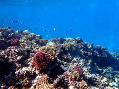 Canlı sığ mercan resifleri kırmızı bölgede küçük balıklarla kaynıyor.