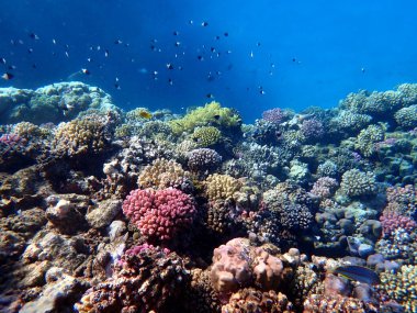 Canlı sığ mercan resifleri kırmızı bölgede küçük balıklarla kaynıyor.