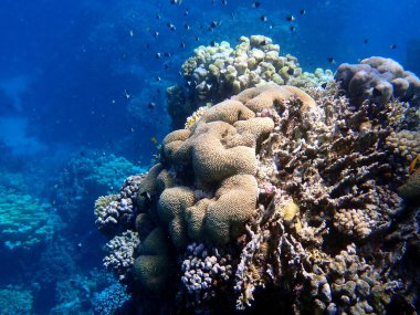 Canlı sığ mercan resifleri kırmızı bölgede küçük balıklarla kaynıyor.