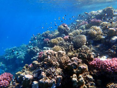 Canlı sığ mercan resifleri kırmızı bölgede küçük balıklarla kaynıyor.