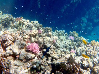 Canlı sığ mercan resifleri kırmızı bölgede küçük balıklarla kaynıyor.