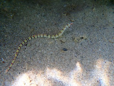 Mısır 'da mercan yakınlarında kumlu zeminde çizgili boru balığı.