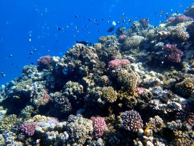 Canlı sığ mercan resifleri kırmızı bölgede küçük balıklarla kaynıyor.