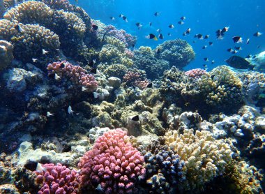 Canlı sığ mercan resifleri kırmızı bölgede küçük balıklarla kaynıyor.