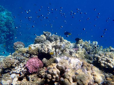 Canlı sığ mercan resifleri kırmızı bölgede küçük balıklarla kaynıyor.