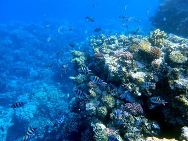 Sarı çizgili çavuş balık, kırmızı bölgede dallanan mercanın yanında.