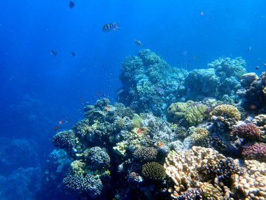 Canlı sığ mercan resifleri kırmızı bölgede küçük balıklarla kaynıyor.