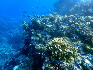 Sarı çizgili çavuş balık, kırmızı bölgede dallanan mercanın yanında.