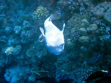 Kırmızı denizlerde yüzen benekli kirpi balığı.