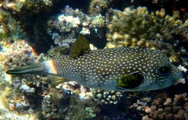 Beyaz benekli kirpi balığı mercan kuyusunda