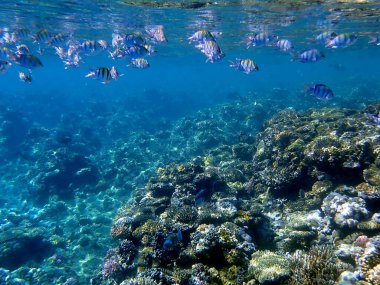 Sarı çizgili çavuş balık, kırmızı bölgede dallanan mercanın yanında.