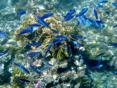 Mercan kuyusunda mavi çizgili balık sürüsü