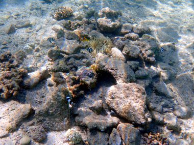 Mısır 'da kumlu zeminde deniz şakayığı yakınında siyah-beyaz balık