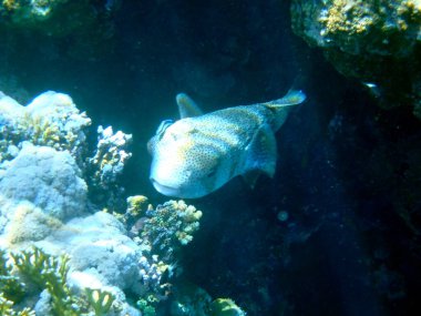 Kırmızı denizlerde yüzen benekli kirpi balığı.