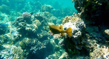 Kırmızı noktalı sarı-kahverengi kutu balığı.