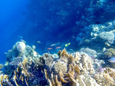 Canlı sığ mercan resifleri kırmızı bölgede küçük balıklarla kaynıyor.