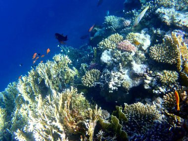Canlı sığ mercan resifleri kırmızı bölgede küçük balıklarla kaynıyor.