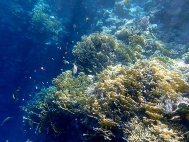 Canlı sığ mercan resifleri kırmızı bölgede küçük balıklarla kaynıyor.