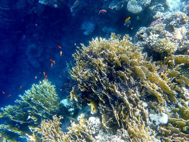 Canlı sığ mercan resifleri kırmızı bölgede küçük balıklarla kaynıyor.