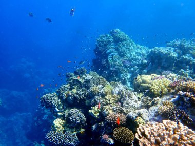 Canlı sığ mercan resifleri kırmızı bölgede küçük balıklarla kaynıyor.