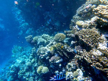 Canlı sığ mercan resifleri kırmızı bölgede küçük balıklarla kaynıyor.