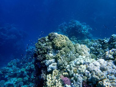 Canlı sığ mercan resifleri kırmızı bölgede küçük balıklarla kaynıyor.