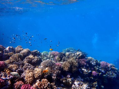 Canlı sığ mercan resifleri kırmızı bölgede küçük balıklarla kaynıyor.